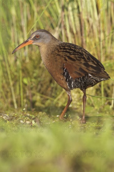 Virginia Rail (Rallus limicola), Ontario, Canada