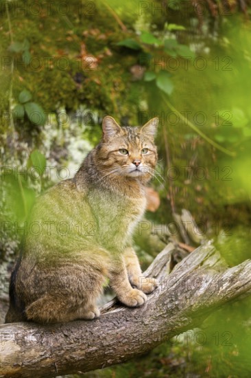 European wildcat (Felis silvestris silvestris) sitting in a forest, Bavaria, Germany