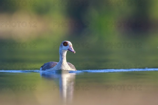 Egyptian Goose (Alopochen aegyptiaca), North Rhine-Westphalia, Germany