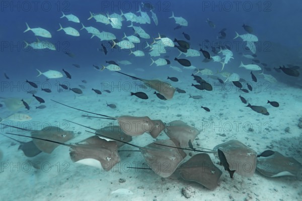 A group of red stingrays, Hemitrygon akajei, glides over the sandy bottom of the Maldivian ocean, surrounded by schools of tropical reef fish in a rich and biodiverse marine habitat