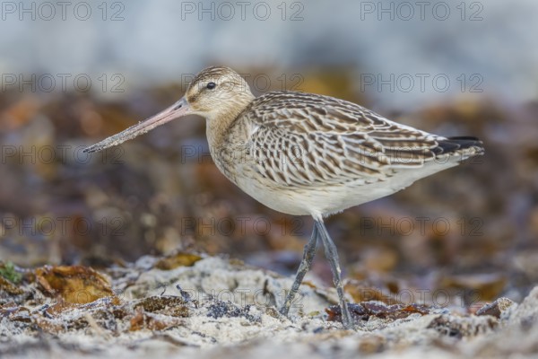 Pfuhlschnepfe, Limosa lapponica Bar-tailed Godwit, Limosa lapponica
