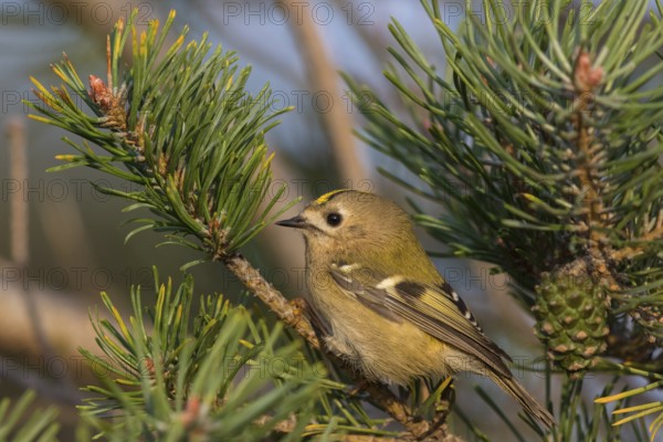 Wintergoldhähnchen, Goldcrest, Regulus regulus, Roitelet huppé, Reyezuelo Sencillo