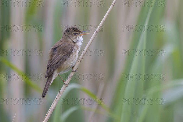 Eurasian Reed Warbler (Acrocephalus scirpaceus) singing, North Rhine-Westphalia, Germany