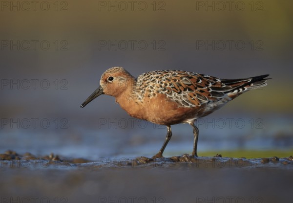 Red Knot (Calidris canutus) foraging, Mecklenburg-Western Pomerania, Germany