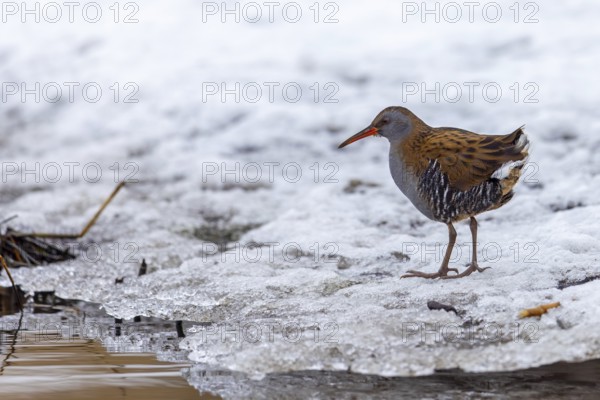 European water rail (Rallus aquaticus) adult foraging along snow covered pond shore at marshland in winter