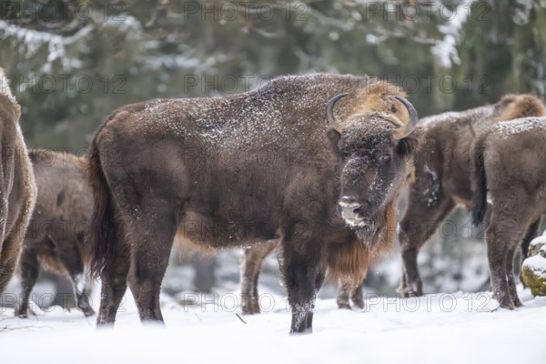 European bison (Bison bonasus) or Wisent standing on a meadow next to the forest in winter, snow, Bavaria, Germany