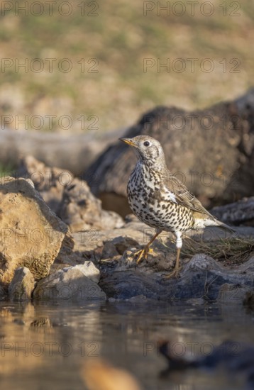 A mistle thrush (Turdus viscivorus) stands alert by water among rocks, showcasing its distinct speckled plumage in a serene natural setting
