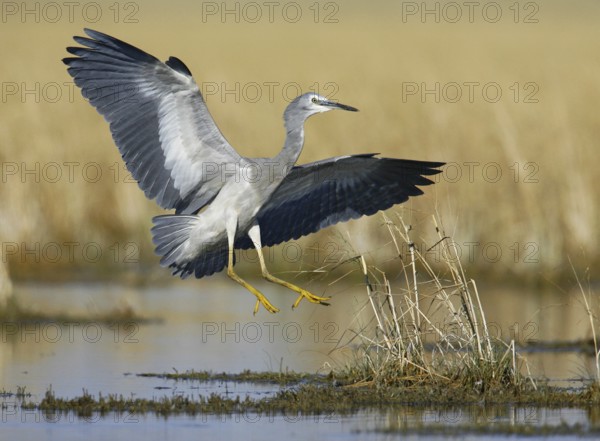 White-faced Heron (Egretta novaehollandiae) flying, Victoria, Australia