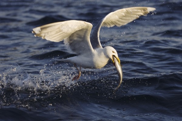 European Herring Gull (Larus argentatus), Norway