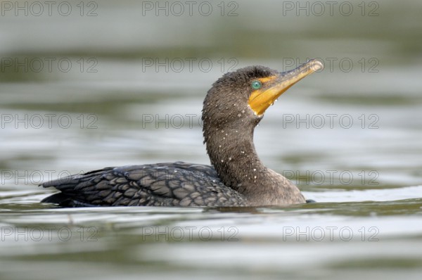 Neotropic Cormorant (Phalacrocorax brasilianus), Texas, USA
