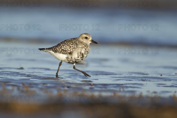 Grey plover (Pluvialis squatarola) adult wading bird in winter plumage walking on a shoreline of a beach, Norfolk, England, United Kingdom