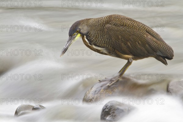 Fasciated Tiger Heron (Tigrisoma fasciatum), Costa Rica