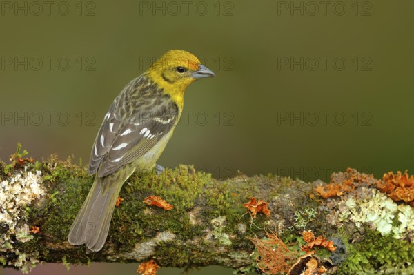 Tanager sitting on beautiful moss branch with clear background. Beautiful view of wild nature. Wildlife scene from tropic jungle. Female of Orange bird Flame-colored Tanager, Piranga bidentata