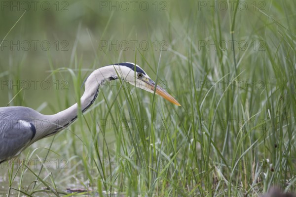 Grey Heron (Ardea cinerea), Serbia