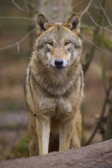 An attentive wolf looks directly into the camera, Wolf (Canis Lupus), Germany