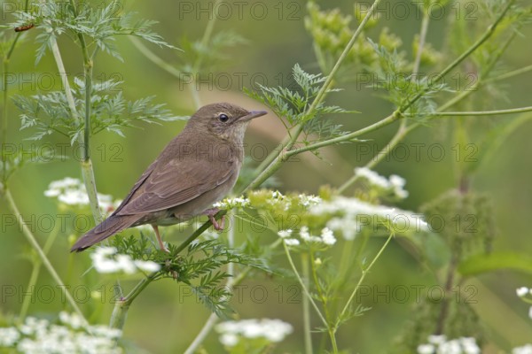 River Warbler (Locustella fluviatilis), Saxony, Germany