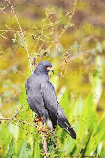 Snail Buzzard (Rostramus sociabilis) Pantanal Brazil
