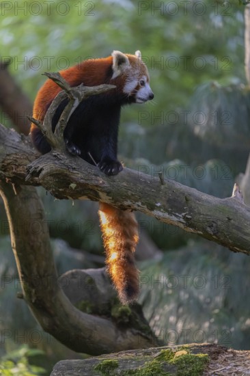 One red panda, Ailurus fulgens, sitting on a branch of a dead tree. Wonderful backlit scene
