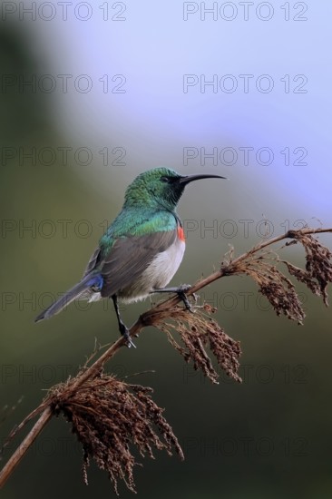 Cape Sunbird (Cinnyris chalybeus), adult, male, in perch, Kirstenbosch Botanical Gardens, Cape Town, South Africa