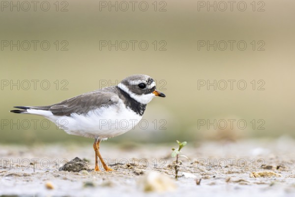 Common Ringed Plover (Charadrius hiaticula) foraging, North Rhine-Westphalia, Germany