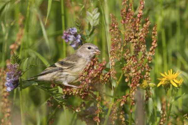 Citril Finch - Zitronengirlitz - Carduelis citrinella, Austria, juvenile