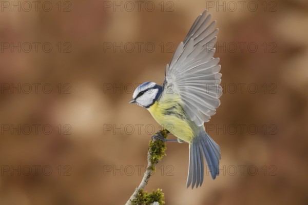 Eurasian Blue Tit (Cyanistes caeruleus), Bavaria, Germany