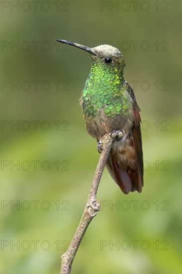 Berylline Hummingbird (Amazilia beryllina) perched on a branch in Oaxaca, Mexico