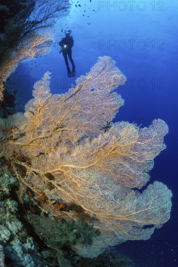 Large fan of horn coral (Annella mollis) Fan coral growing on steep wall Dropoff of living intact coral reef of hard corals (Scleractinia) Stony corals in tropical waters, Red Sea, Egypt