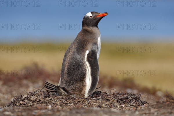 Nesting penguin on the meadow. Gentoo penguin in the nest wit two eggs, Falkland Islands. Animal behaviour, bird in the nest with egg. Wildlife scene in the nature. Penguin with eggs in Antarctica