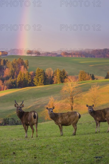 Two female sambar deer and a stag (Rusa unicolor) stand in a meadow with a rainbow behind them