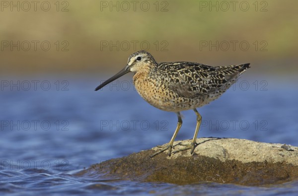 Short-billed Dowitcher (Limnodromus griseus), Manitoba, Canada