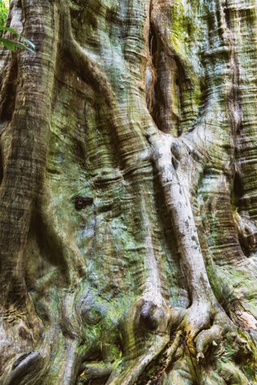 Structure of a tropical tree, tree, texture, background, botany, flora, plant, bark, surface, nature, natural, wood, tropics, tropical, rainforest, climate, tree trunk, trunk, patina, green, forest, forestry, grown, tropical wood, tropical tree, old, tree stand, deforestation, asianThailand
