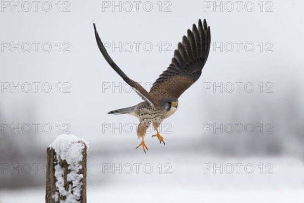 Kestrel (Falco tinnunculus) in the snow, Bitburg, Rhineland-Palatinate, Germany