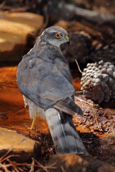 Eurasian Sparrowhawk (Accipiter nisus) female on ground, Andalusia, Spain