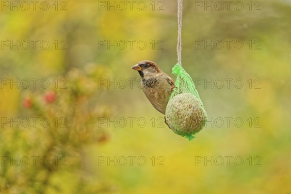 House sparrow (Passer domesticus) feeding from hanging suet feeder during light rain in autumn garden, Germany