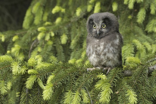 Boreal Owl (Aegolius funereus), Saxony, Germany