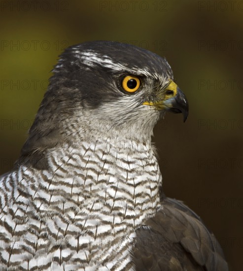 Northern Goshawk (Accipiter gentilis) female, Utrecht, Netherlands