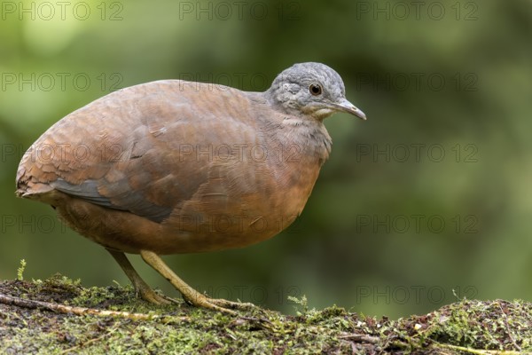 Llittle Tinamou (Crypturellus soui) perched on a branch in Colombia, South America
