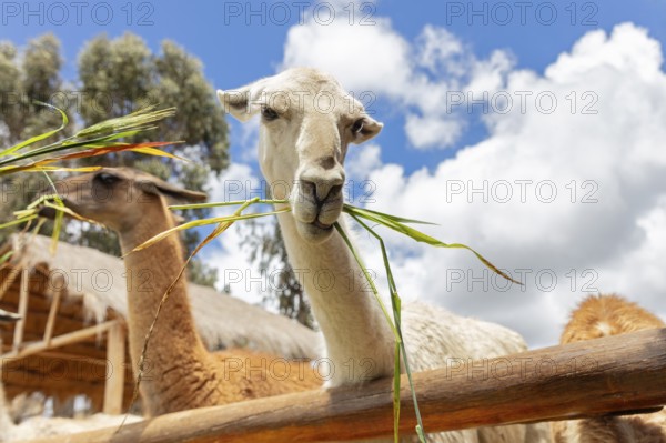 Alpaca and Llama Farm, near Cusco, Peru