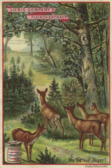 Picture series picture puzzle, where is the hunter, Liebig picture, digitally restored reproduction of a collector's picture from around 1900, public domain, exact date unknown, group of deer standing quietly in a dense, green forest in a peaceful atmosphere