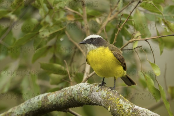 Lesser Kiskadee (Philohydor lictor) perched on a branch, Bolivia