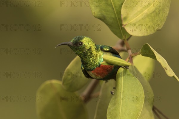 Beautiful Sunbird (Cinnyris pulchellus) male, Gambia