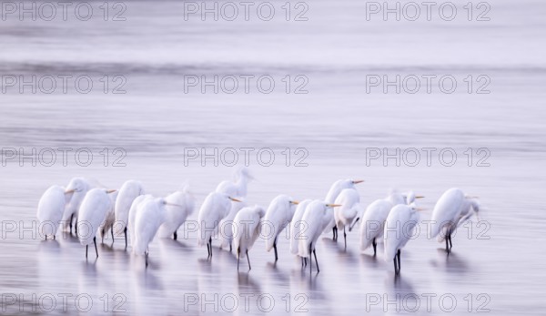 Great White Egret (Ardea alba) many birds are standing in the shallow water zone of a lake in front of sunrise, motion blur, long exposure, dragging, wiping effect, Lower Saxony, Germany