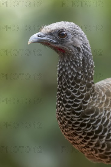 Colombian chachalaca (Ortalis columbiana) perched on a branch in Colombia, South America