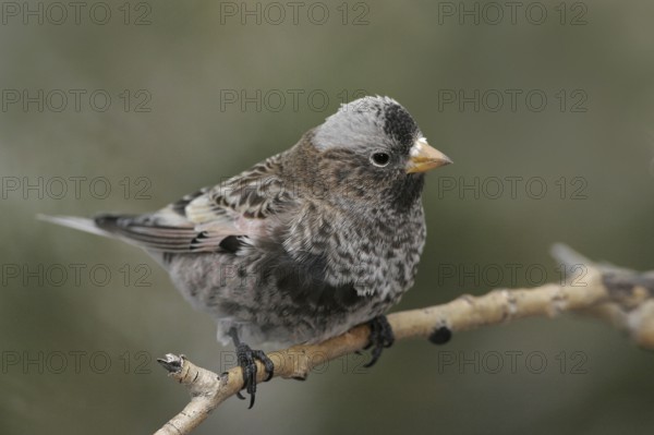 Black Rosy Finch (Leucosticte atrata), New Mexico, USA