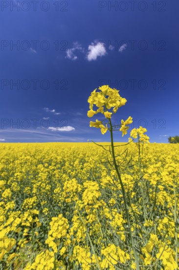 Flowering field of Rapeseed (Brassica napus) on a sunny day with blue sky, green trees and some white clouds