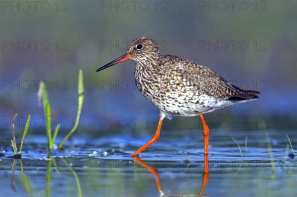Redshank, (Tringa totanus), Animals, Birds, Floating Hide fixed, Tiszaalpár - Kiskunsági Nation, Bács-Kiskun, Hungary