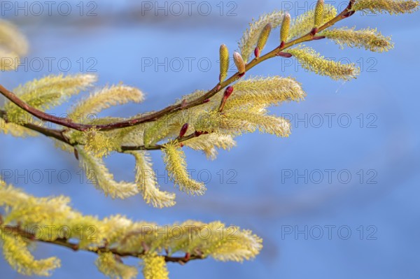 Close-up of flowering yellow male catkins of willow (Salix spec.) in spring