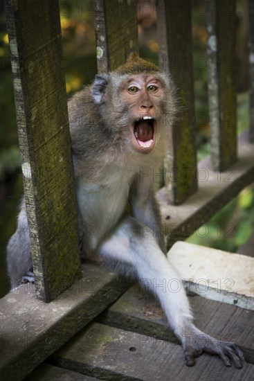 Macaque (Macaca), Aggression, Sacred monkey forest, Ubud, Bali, Indonesia