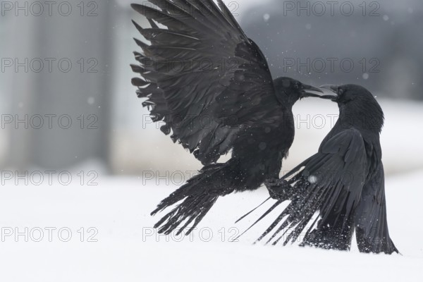 Two fighting crows (Corvus corone) in the snow, Hesse, Germany